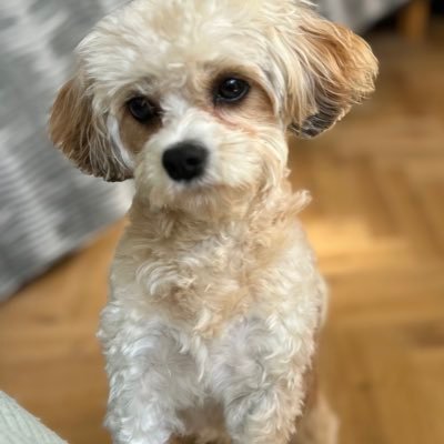 Emerfly66 @CLLIreland @LCovidirl. #Free Palestine