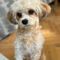 Emerfly66 @CLLIreland @LCovidirl. #Free Palestine