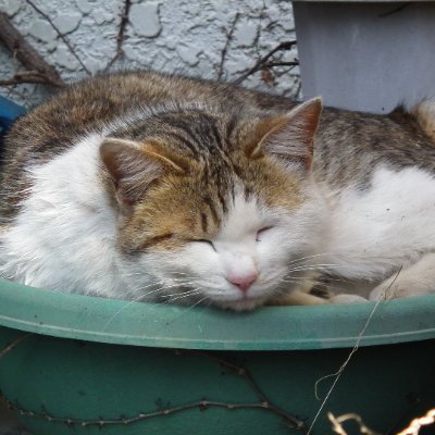 🫯漬物石（キャプ用）🪎