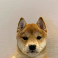 唐朝打狗（专注链上）