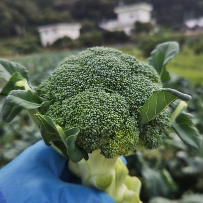 yasai_farmer@🐯2026開幕がんばれ阪神タイガース