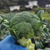 yasai_farmer@🐯2026開幕がんばれ阪神タイガース