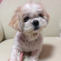 トシ坊⭐️@まなみん&鷹党🌻💕