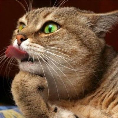 🆇 Milos M. Nikolic (MACAK) 🚀🚀🚀