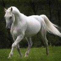 Lord of Horse Racing