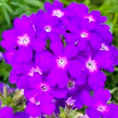 🌸🌿🫧そら🫧🌿🌸