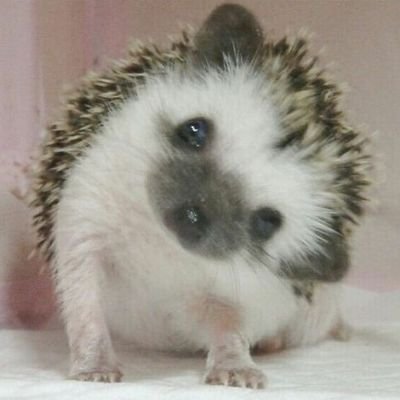 🖤🦇Gothic hedgehog🦇🖤(-1/8kg)