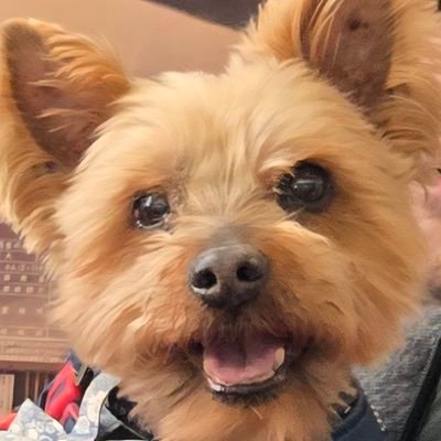 やまこー@カードゲートボール