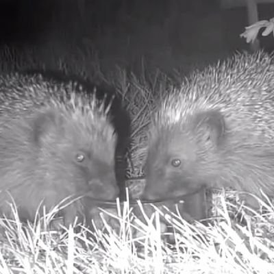 J G 🇬🇧 🦔🦊🐋🐬