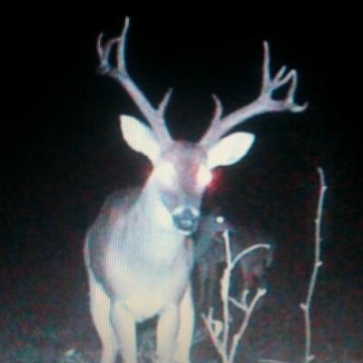 nico | non edtwt /-16 DNF!