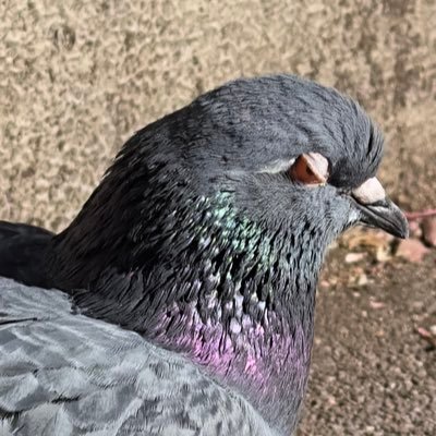 はとぽっぽ@Ado民　ミオファ・星詠み