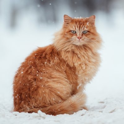 🐝parody account 😝