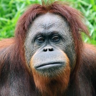 Orangotangose#2agosto⚡️