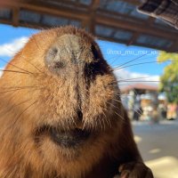 むーむーむー🍠