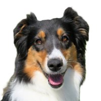 Dianne 🇺🇦 🌻