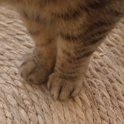 PhilomèneArchambault #🟦 🇨🇵 🇪🇺 🇺🇦 🇮🇱