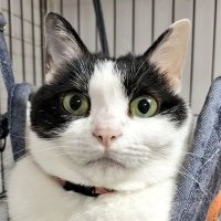 ソルト 📷(退院・リハビリ中）