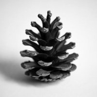 🐺🐉Tickle Queen🖖☢️