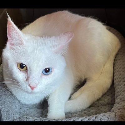 VibeRaterTheStreaminDemon