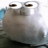 stupid dumb idiot boy