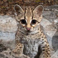 PandaSister_판다누나