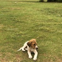 jutt a Dostoyevsky reference