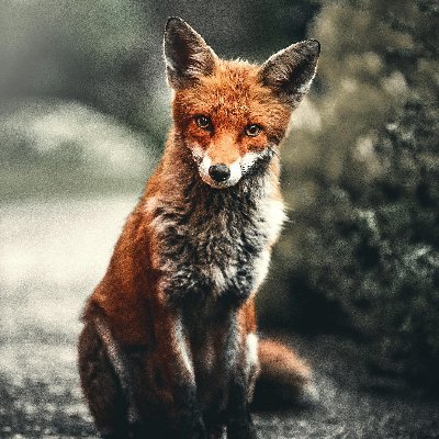 Just-a-Fox