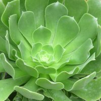 Lana Ranka Vojnović