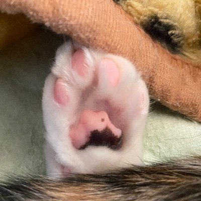 たたかえ！ももキャラメル