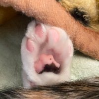 たたかえ！ももキャラメル