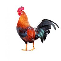 El Gallo de Moron