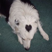 ньова ˚₊‧⁺⋆♱