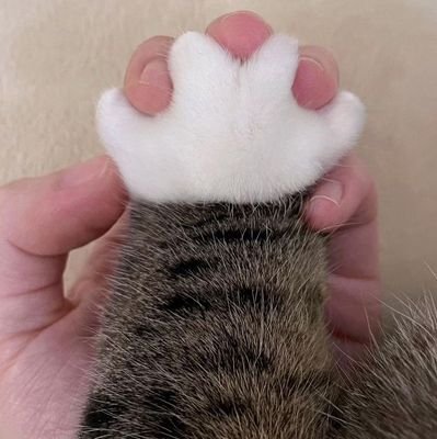 Human Owned by Cat 😺