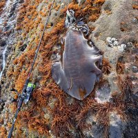 無名の超素人エギンガーJ(΄◉◞౪◟◉｀)