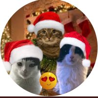 Jenny,Saffy,Tigger,Fizbo an Twerp da Canary