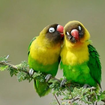 Nature 🦜and Music 🎶