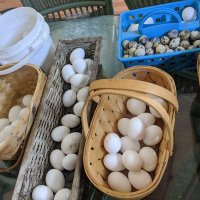 FARMER P (as seen on TV)