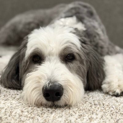 CycloneHollyTheSheepdog