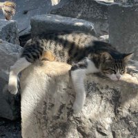 ネコ愛を叫びたい…