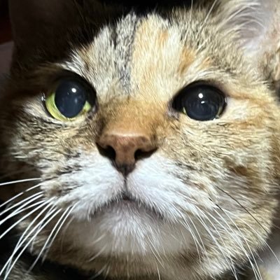 忯子(きしこ)りんはつるばみ色