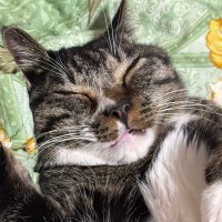 ゆーき＠4/4.5福アコ予定