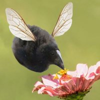 miu pukeko