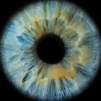 Peak Of Comedy: The PNGtuber Saga