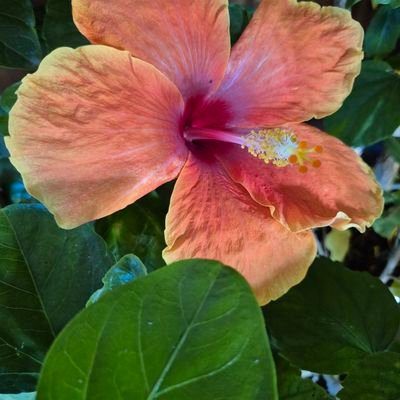 monique maupas...ni LFI, ni Rn 🇪🇺🇺🇦🇮🇱 #TAEM