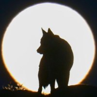 Yalnız Kurt 🇹🇷