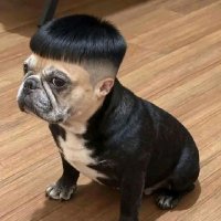 Eddie and the Bruisers