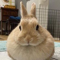 𝔐𝔞𝔱𝔞𝔠𝔲𝔯𝔞𓂃 ࣪˖ ִֶָ🐇་༘࿐