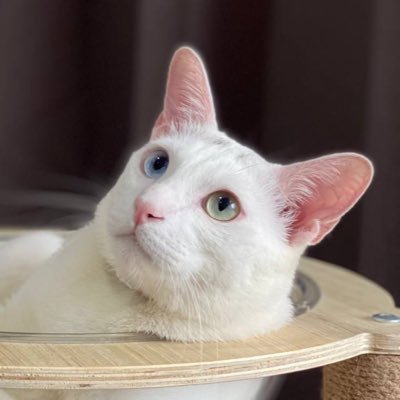 คือผมต้องทราบไหม 🐈‍⬛