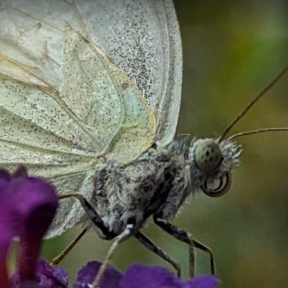 Bellhennascorpelectra