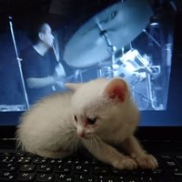 マンドレイク@いい塩梅でお願いします